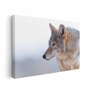 Coyote Canvas
