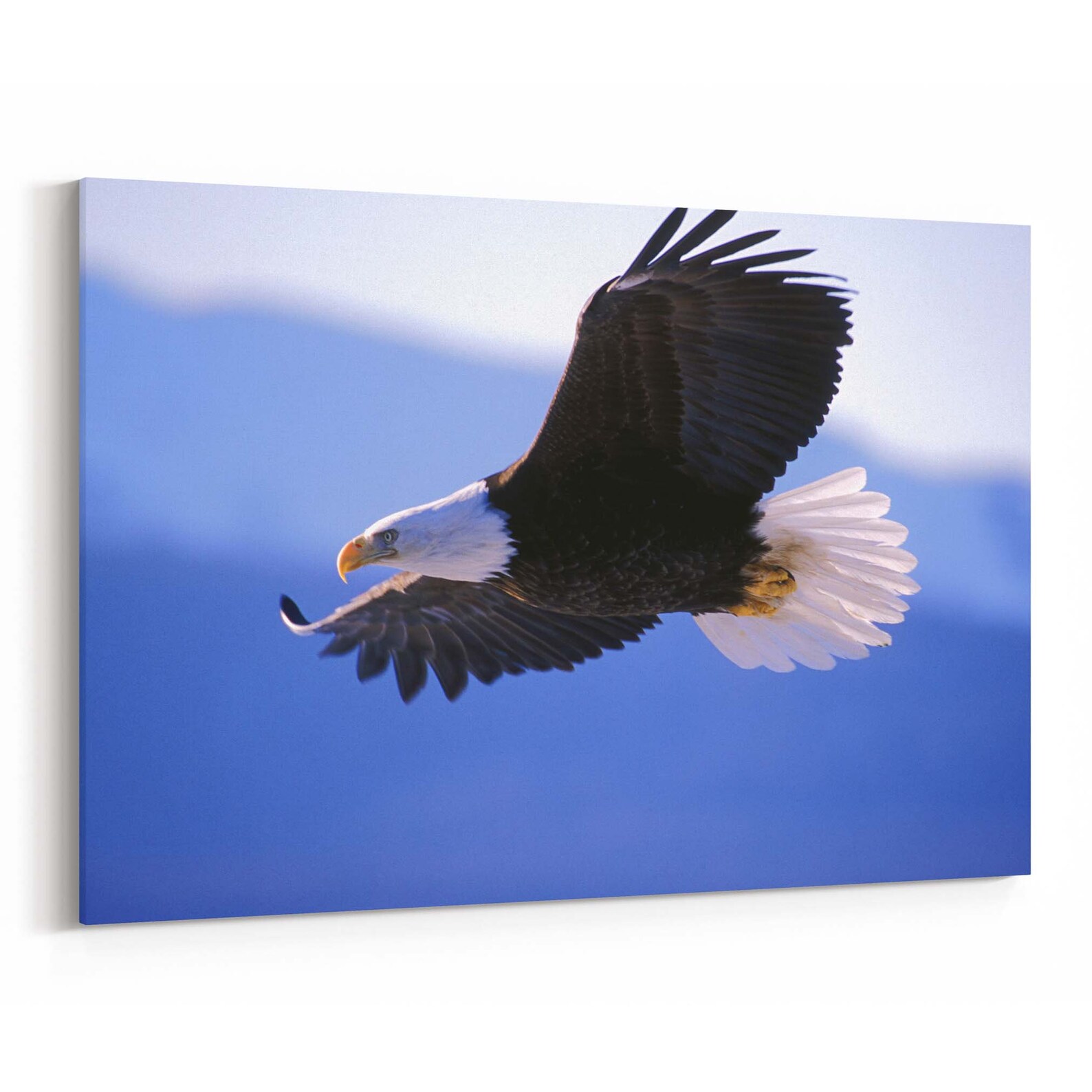 Bald Eagle Canvas Print Bald Eagle Wall Art Canvas Multiple Etsy