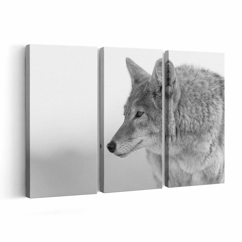 Coyote Canvas