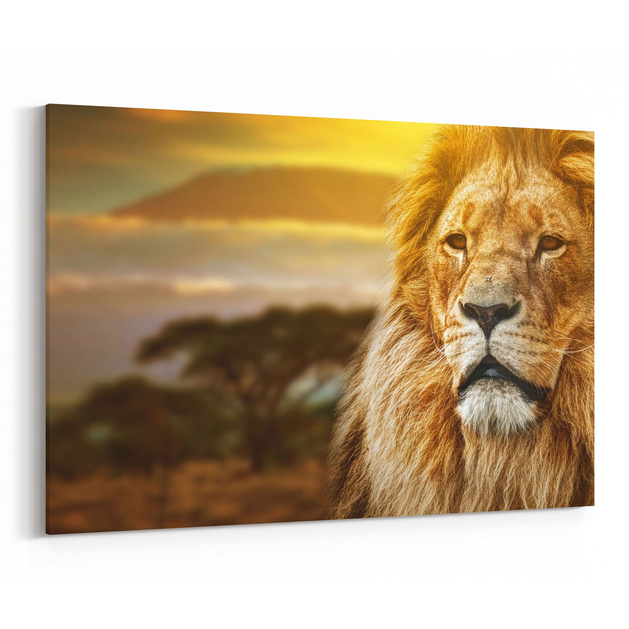 Lion Canvas Print Lion Canvas Art Multiple Sizes Wrapped Etsy