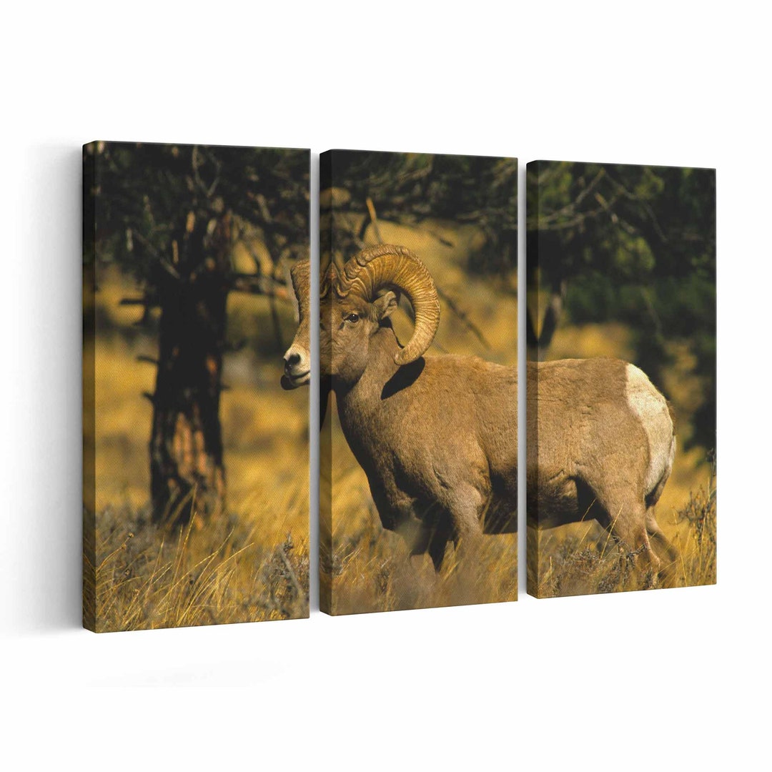 Ram Canvas Print Ram Wall Art Ram Poster Ram Home Decor Ram Print Etsy