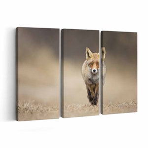 Red fox Canvas print || Red fox Wall Art || Red fox Poster || Red fox home decor || Red fox Print
