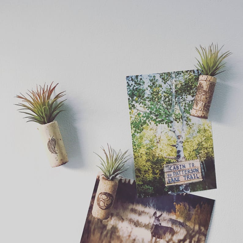 SALE Air Plant Wine Cork artificial Plant Etsy