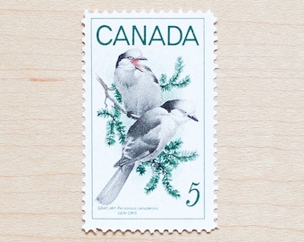 8 Jay Bird Postage Stamps, Canadian, Pine Tree, Wildlife, Gray, Spruce, Holiday Calligraphy, Birds, Canada, Christmas b1