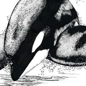 Captive Souls: Orca Print