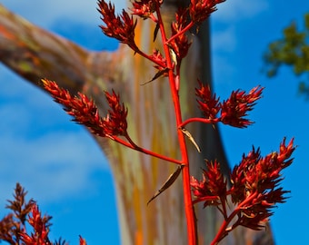 Rainbow Eucalyptus Tree - Art - Aluminum Prints - Ready to Hang - Kailua - Garden - Lanikai - Hawaii - Tropical - Flowers - Red