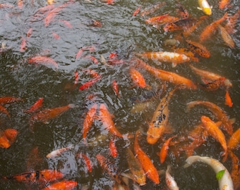 Koi Fish - Valley of the Temples, Oahu - Art - Metal Print - Hawaii -  Buddha