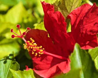 Red Hibiscus Flower  - Wall Art - Metal Print - Hawaii - Garden Beautiful