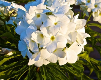 Boquet Yellow & White Plumeria Flower  - Wall Art - Metal Print - Hawaii - Garden Beautiful