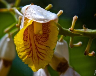 Yellow Tree Flower  - Wall Art - Metal Print - Hawaii - Garden Ants Beautiful