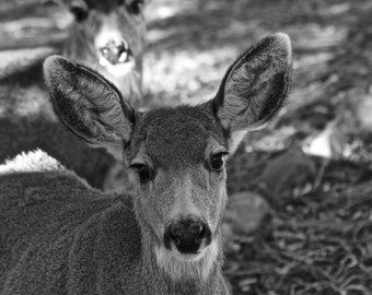Colorado Springs - Deer - Mountains - Wall Art - Metal Aluminum Print - Beautiful Image - Black & White