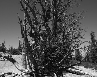 Bristlecone Pine Tree Bryce Canyon - Wall Art - Metal Aluminum Print - Ready to hang - black & white - signed