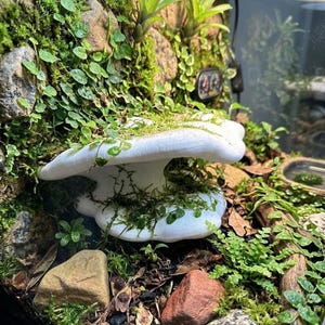 Op de afbeelding: Een terrarium met een witte paddenstoelvormige structuur, omringd door weelderige groene planten, mos en kleine stenen. De opstelling bevat een verscheidenheid aan texturen en groentinten, waardoor een naturalistische omgeving ontstaat. Het terrarium bevindt zich in een glazen bak.