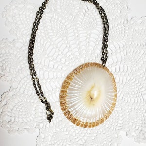 Vintage Polished Shell Pendant Large Shell Necklace 3 Inches
