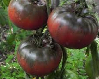 Tomato Seeds chio chio san organic non gmo Ukraine 20 seeds D