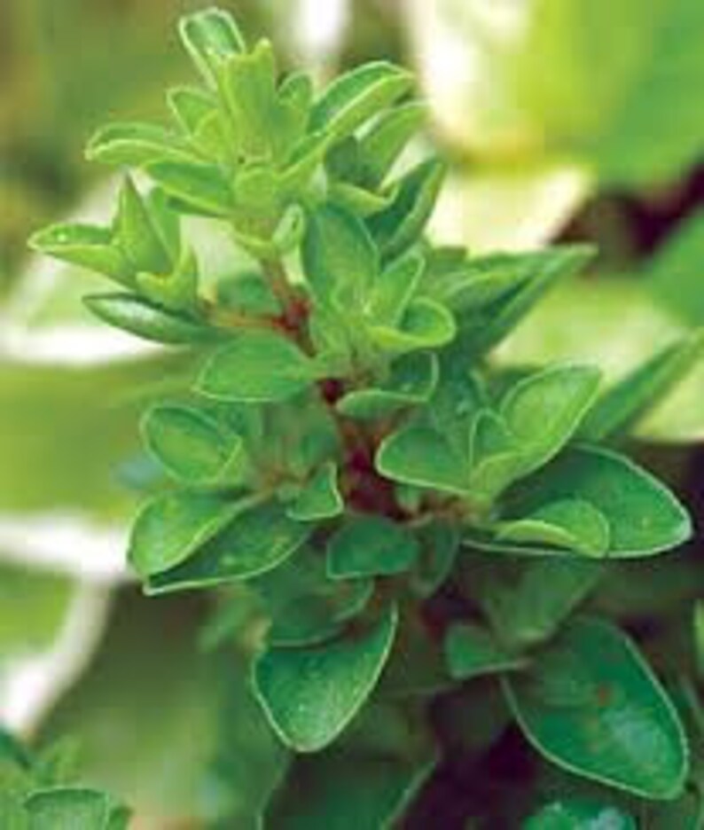 Sweet Marjoram Seeds Etsy