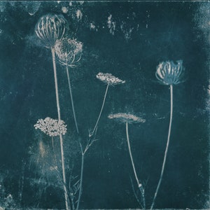 Cyanotype Queen Anne&#39;s Lace Wall Art, Blue, Botanical Photography, Vintage, Distressed, Farmhouse, Shabby Chic, Cottage, Cottagecore
