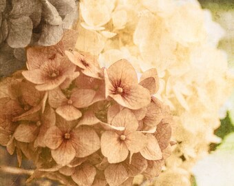 Floral Wall Art | Hydrangea Botanical Fine Art Photograph | Rustic | Vintage | Nature Wall Art |  Farmhouse | Cottage