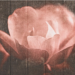 Garden Floral Wall Art | Rose Photography | Pink | Vintage | Farmhouse | Shabby Chic | Cottage | Cottagecore | Romantic