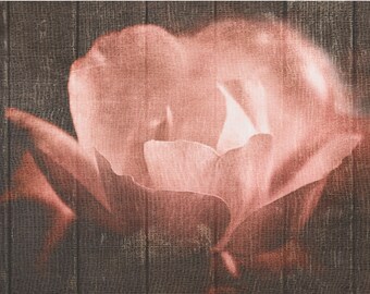 Garden Floral Wall Art | Rose Photography | Pink | Vintage | Farmhouse | Shabby Chic | Cottage | Cottagecore | Romantic
