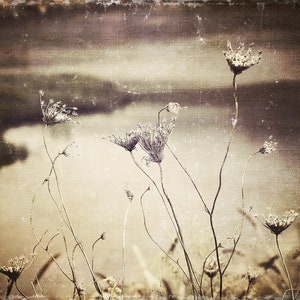 Queen Anne&#39;s Lace Sepia Wall Art | Southern Gothic Wall Art | Rustic Farmhouse Vintage | Distressed | Weathered | Wildflowers | Cottage |