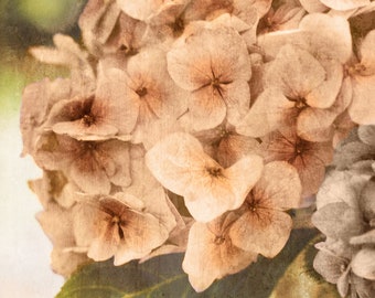 Floral Wall Art | Hydrangea Botanical Fine Art Print | Rustic | Vintage | Nature Wall Art |  Farmhouse | Cottage | French Country