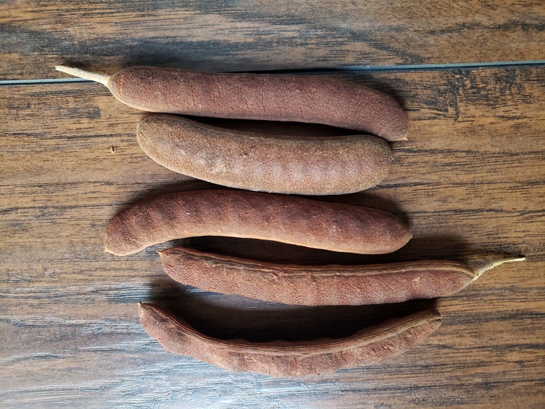 Fresh 5 Texas Ebony tree seed pods Ebanopsis Ebano Arizona Etsy