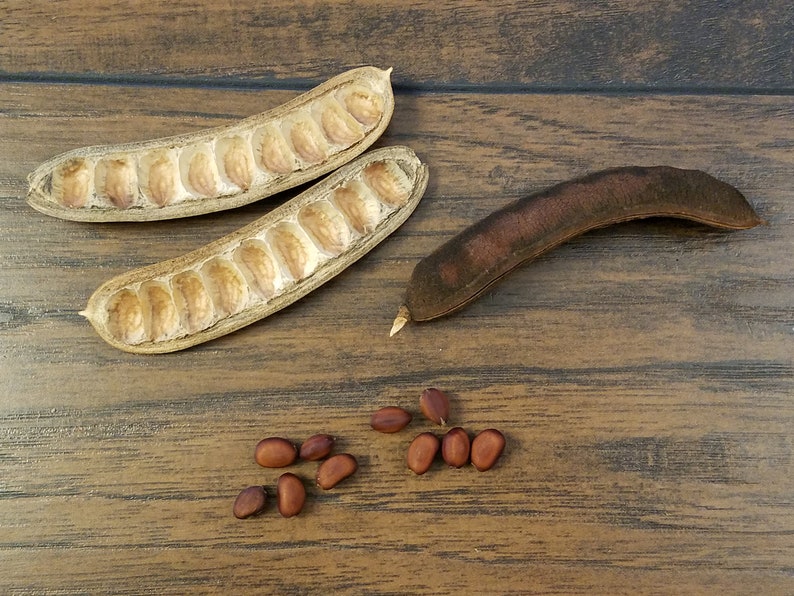 Fresh 5 Texas Ebony tree seed pods Ebanopsis Ebano Arizona Etsy