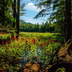Adirondack Landscape Photograph, Adirondack Photography, Nature Photograph, Flower Print, Adirondack Fine Art, Adirondack Decor