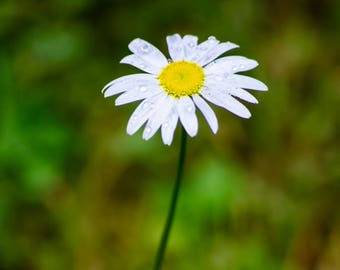 Flower Photo, Picture of Daisy, Picture of Flowers, Flower Photography, Daisy Art, Daisy Photo, Home Decor, Nature Photography, Wall Art
