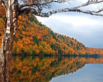 Birch Tree, Autumn Print, Lake Placid, Adirondack Mountains, Inspirational Photography, Yellow, Nature Photography, Gift Idea, Fine Art