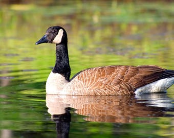 Canada Goose, Wildlife Photography, Goose, Canada Geese, Bird, Nature Photograph, Bird Photo, Geese Print, Wildlife Print, Waterfowl Photo