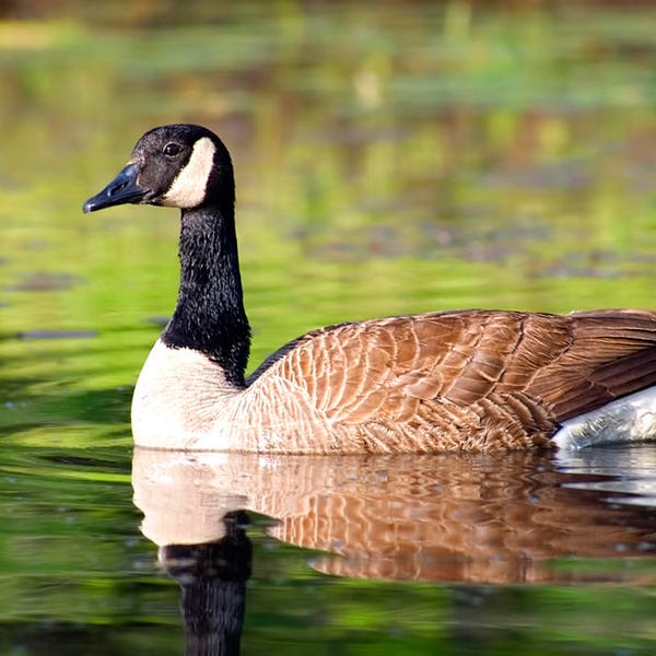 Canada Goose, Wildlife Photography, Goose, Canada Geese, Bird, Nature Photograph, Bird Photo, Geese Print, Wildlife Print, Waterfowl Photo