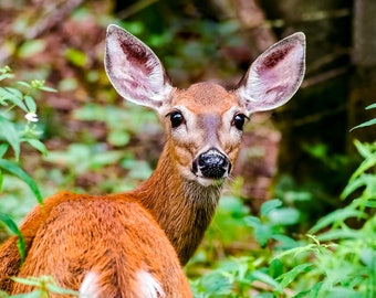 Foto de venado cola blanca, fotografía de naturaleza, vida silvestre de Adirondack, decoración del hogar, bellas artes, fotografía al aire libre, imagen de venado, animales lindos