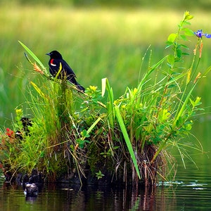 Red-winged Blackbird Photograph, Bird Photography, Home Decor, Wildlife Photography, Wildlife Print, Nature Photography, Blackbird Picture