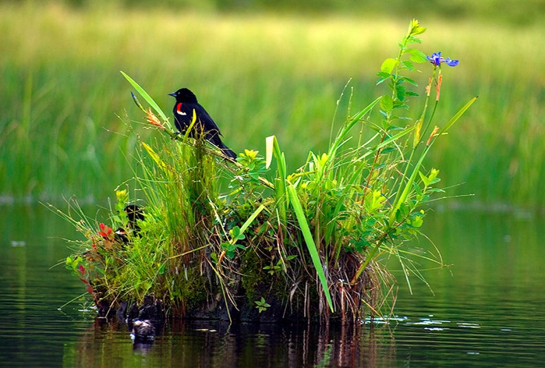 Red-winged Blackbird Photograph, Bird Photography, Home Decor, Wildlife Photography, Wildlife Print, Nature Photography, Blackbird Picture image 1