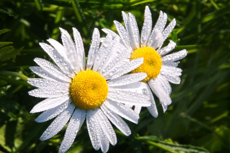 Flower Photo, Daisy Photography, Picture of Flowers, Flower Photography, Daisy Art, Home Decor, Nature Photography, Wall Art, Nature Print image 1