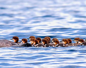 Merganser Photo, Duck Photograph, Wildlife Photo, Animal Print, Bird Photography, Wildlife Picture, Adirondack Decor, Nature Photography