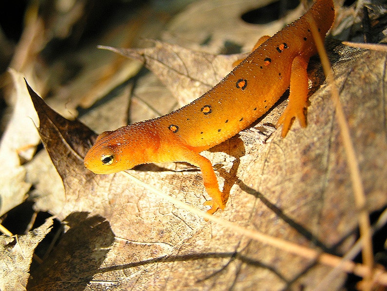 Red Spotted Newt Photograph, Salamander, Nature Photography, Newt Picture, Adirondack Wildlife, Wildlife Photo, Woodland Creature image 1