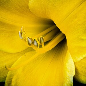 Flower Photography, Lily Photograph, Fine Art Photography, Wall Art, Home Decor, Flower Print, Yellow Day Lily Print, Yellow Print