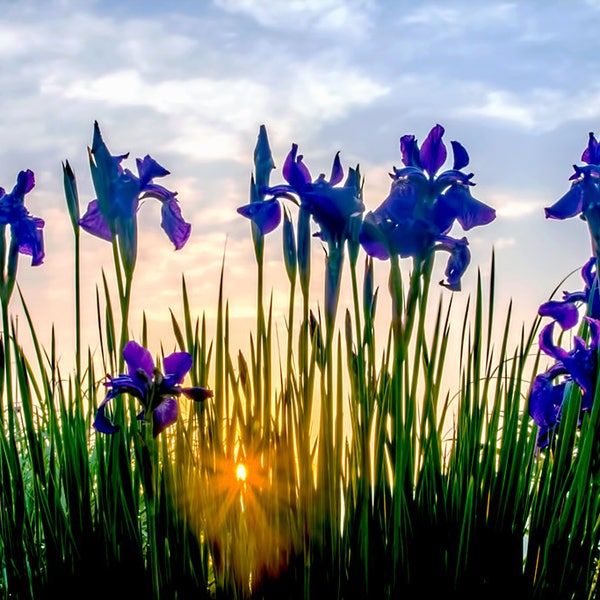 Iris Flower, Fine Art Photography, Wall Art, Home Decor, Flower Print, Flower Photography, Purple Iris Print, Purple Print, Iris Photo