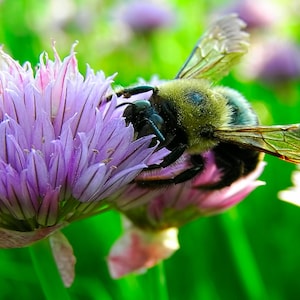 Bee Photo, Nature Photography, Garden Photography, Bee Print, Home Decor, Photo of Bee, Fine Art, Bee Flower Photography