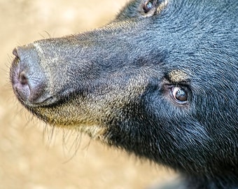 Black Bear, Bear Photo, Picture of Bear, Adirondack Bear, Adirondack Wildlife, Nature Photography, Home Decor, Fine Art, Outdoor Photography