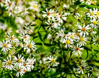 Floral Print, Wildflower Photography, Picture of Flowers, White Petals, Wall Art, Fine Art Photography, Home Decor, Nature Photography