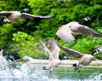 Canada Geese, Wildlife Photography, Flock of Geese, Canada Goose, Bird in Flight, Nature Photograph, Bird Photo, Geese Print, Wildlife Print