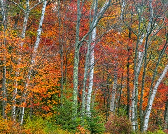 Autumn Print, Birch Tree Photo, Autumn Photography, Fall Foliage, Fine Art Print, Adirondack Mountains, Home Decor, Nature Print, Fall Color