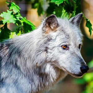 Wolf Photo, Picture of Wolf, Gray Wolf, Adirondack Wildlife, Nature Photography, Home Decor, Fine Art, Outdoor Photography, Grey Wolf