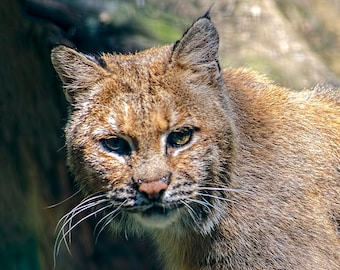 Bobcat Photo, Picture of Bobcat, Cats in the Wild, Adirondack Wildlife, Nature Photography, Home Decor, Fine Art, Outdoor Photography