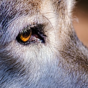 Wolf Photo, Picture of Wolf, Gray Wolf, Adirondack Wildlife, Nature Photography, Home Decor, Fine Art, Outdoor Photography, Grey Wolf