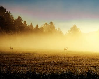 Deer Photo, Whitetail Deer, Morning Fog, Fog Art, Adirondack Art, Mountain Photography, Adirondack Mountain, Adirondack Photo, Landscape Art